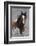 Wild Horses, Steens Mountains-Ken Archer-Framed Photographic Print