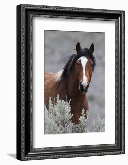 Wild Horses, Steens Mountains-Ken Archer-Framed Photographic Print