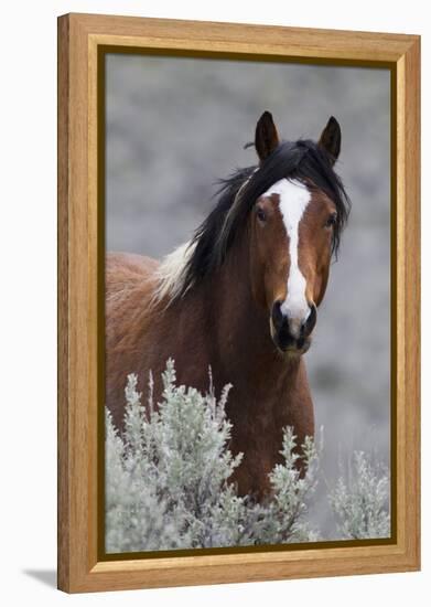 Wild Horses, Steens Mountains-Ken Archer-Framed Premier Image Canvas