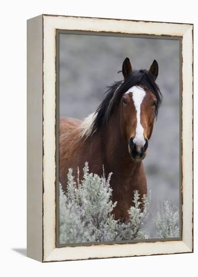 Wild Horses, Steens Mountains-Ken Archer-Framed Premier Image Canvas