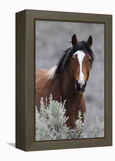 Wild Horses, Steens Mountains-Ken Archer-Framed Premier Image Canvas