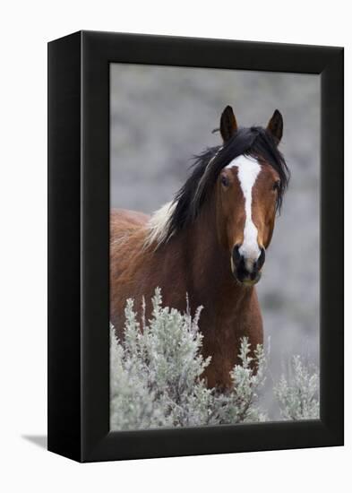 Wild Horses, Steens Mountains-Ken Archer-Framed Premier Image Canvas