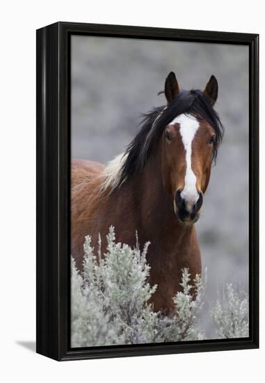 Wild Horses, Steens Mountains-Ken Archer-Framed Premier Image Canvas