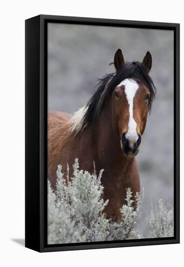 Wild Horses, Steens Mountains-Ken Archer-Framed Premier Image Canvas