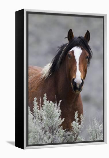 Wild Horses, Steens Mountains-Ken Archer-Framed Premier Image Canvas