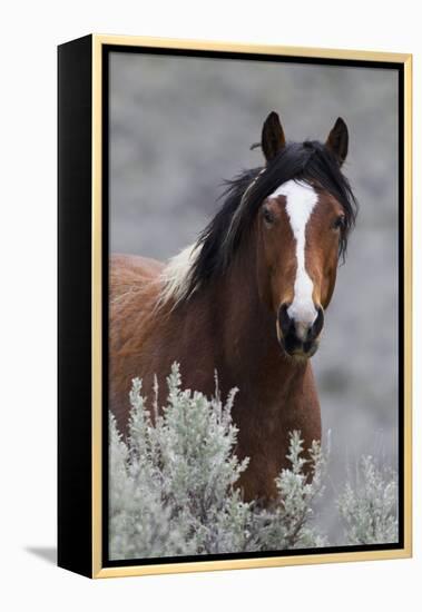 Wild Horses, Steens Mountains-Ken Archer-Framed Premier Image Canvas