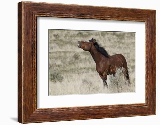 Wild Horses, Steens Mountains-Ken Archer-Framed Photographic Print