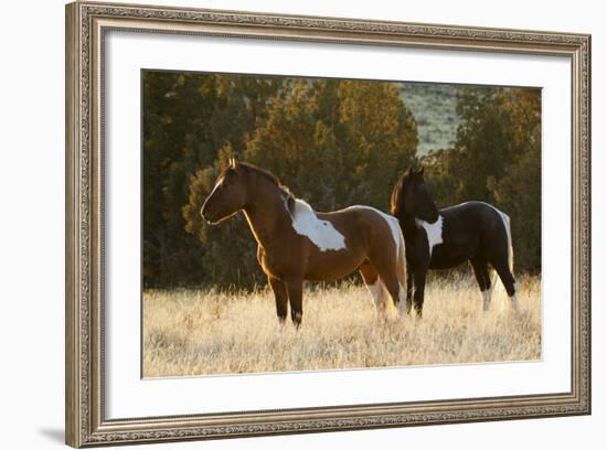 Wild Horses, Steens Mountains-Ken Archer-Framed Photographic Print