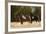 Wild Horses, Steens Mountains-Ken Archer-Framed Photographic Print