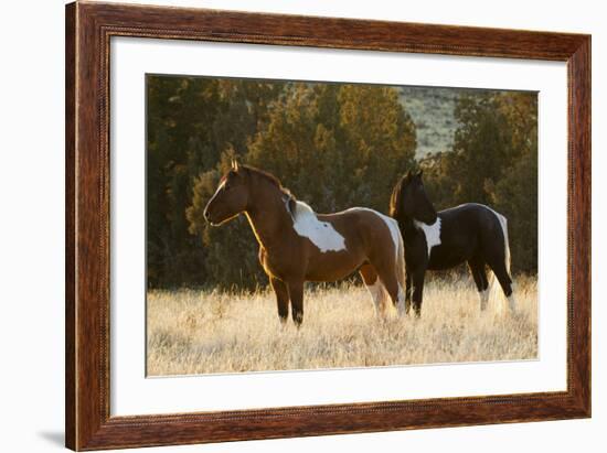 Wild Horses, Steens Mountains-Ken Archer-Framed Photographic Print