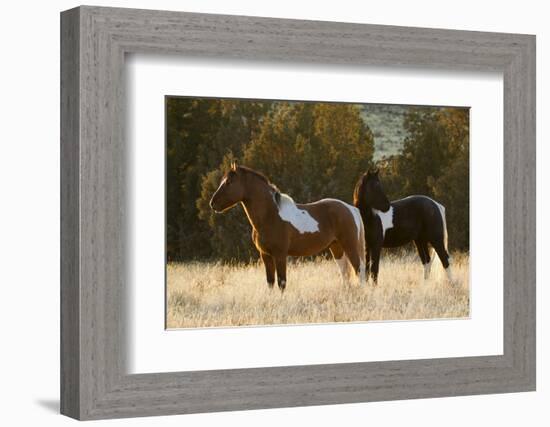 Wild Horses, Steens Mountains-Ken Archer-Framed Photographic Print