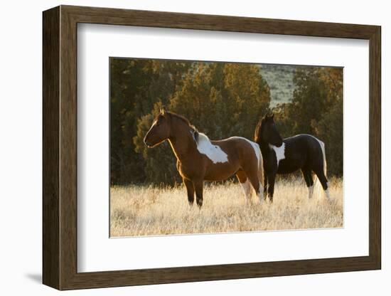 Wild Horses, Steens Mountains-Ken Archer-Framed Photographic Print