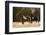 Wild Horses, Steens Mountains-Ken Archer-Framed Photographic Print