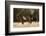 Wild Horses, Steens Mountains-Ken Archer-Framed Photographic Print