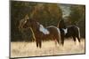 Wild Horses, Steens Mountains-Ken Archer-Mounted Photographic Print