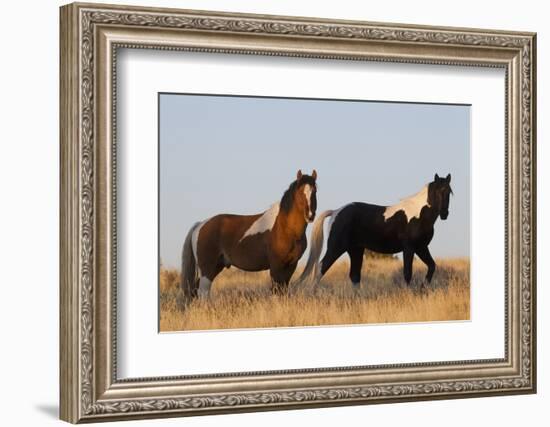 Wild Horses, Steens Mountains-Ken Archer-Framed Photographic Print