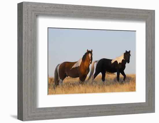 Wild Horses, Steens Mountains-Ken Archer-Framed Photographic Print