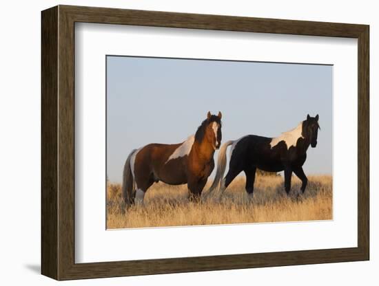 Wild Horses, Steens Mountains-Ken Archer-Framed Photographic Print