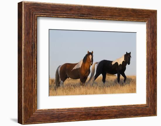 Wild Horses, Steens Mountains-Ken Archer-Framed Photographic Print