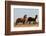 Wild Horses, Steens Mountains-Ken Archer-Framed Photographic Print