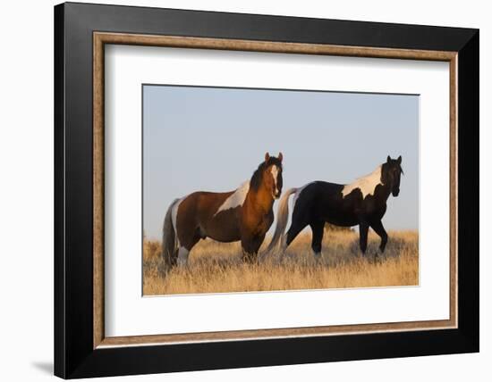 Wild Horses, Steens Mountains-Ken Archer-Framed Photographic Print