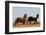 Wild Horses, Steens Mountains-Ken Archer-Framed Photographic Print