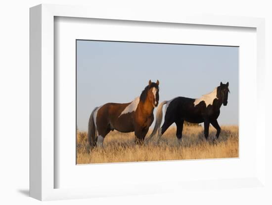 Wild Horses, Steens Mountains-Ken Archer-Framed Photographic Print