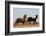 Wild Horses, Steens Mountains-Ken Archer-Framed Photographic Print