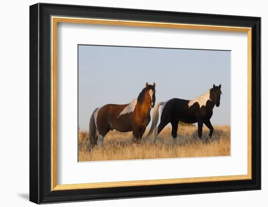 Wild Horses, Steens Mountains-Ken Archer-Framed Photographic Print