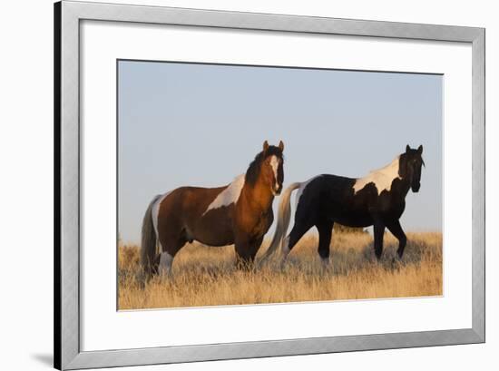 Wild Horses, Steens Mountains-Ken Archer-Framed Photographic Print