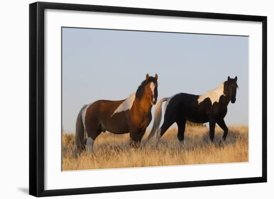 Wild Horses, Steens Mountains-Ken Archer-Framed Photographic Print