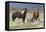 Wild Horses, Steens Mountains-Ken Archer-Framed Premier Image Canvas