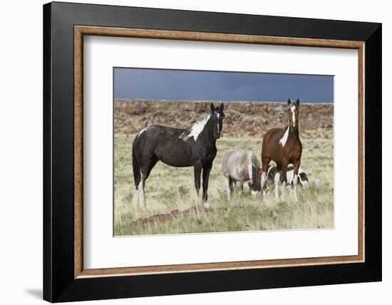 Wild Horses, Steens Mountains-Ken Archer-Framed Photographic Print