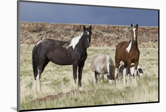 Wild Horses, Steens Mountains-Ken Archer-Mounted Photographic Print