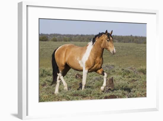 Wild Horses, Strutting Stallion-Ken Archer-Framed Photographic Print