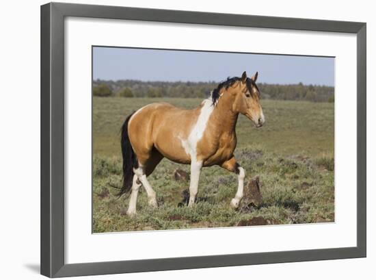 Wild Horses, Strutting Stallion-Ken Archer-Framed Photographic Print