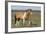 Wild Horses, Strutting Stallion-Ken Archer-Framed Photographic Print