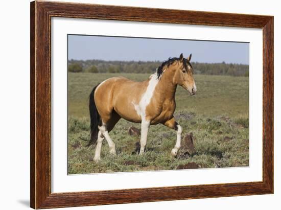 Wild Horses, Strutting Stallion-Ken Archer-Framed Photographic Print