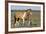 Wild Horses, Strutting Stallion-Ken Archer-Framed Photographic Print