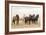 Wild Horses, Tooele County, Utah-Cathy & Gordon Illg-Framed Art Print