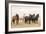 Wild Horses, Tooele County, Utah-Cathy & Gordon Illg-Framed Art Print