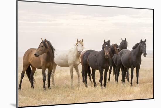 Wild Horses, Tooele County, Utah-Cathy & Gordon Illg-Mounted Art Print