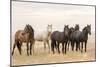 Wild Horses, Tooele County, Utah-Cathy & Gordon Illg-Mounted Art Print