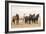 Wild Horses, Tooele County, Utah-Cathy & Gordon Illg-Framed Art Print