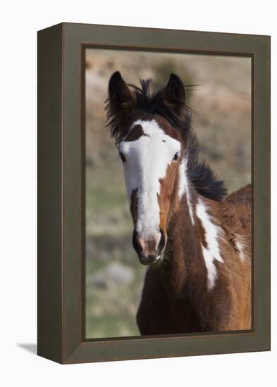 Wild Horses. Young Colt, Steens Mountains, Oregon-Ken Archer-Framed Premier Image Canvas
