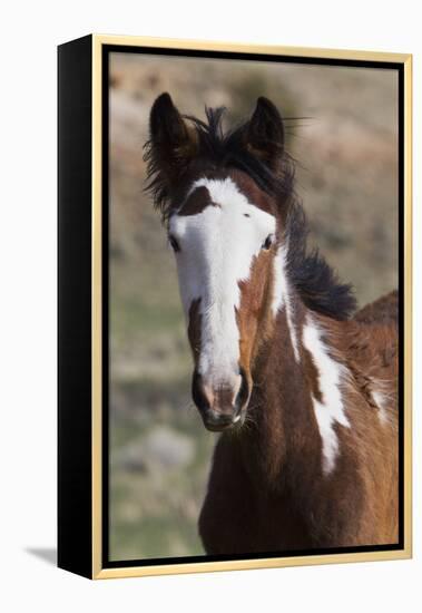 Wild Horses. Young Colt, Steens Mountains, Oregon-Ken Archer-Framed Premier Image Canvas