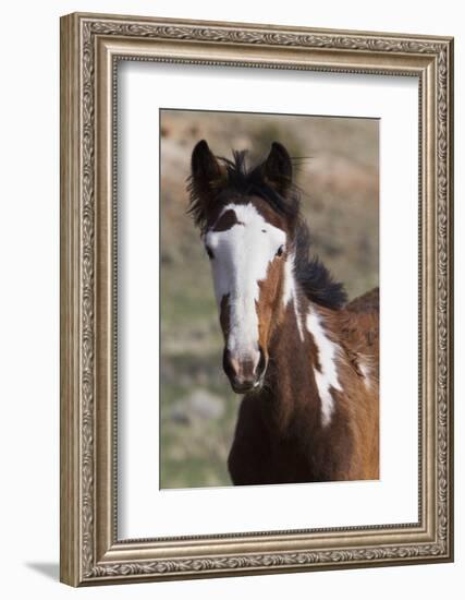 Wild Horses. Young Colt, Steens Mountains, Oregon-Ken Archer-Framed Photographic Print