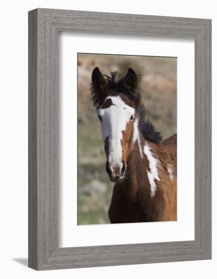 Wild Horses. Young Colt, Steens Mountains, Oregon-Ken Archer-Framed Photographic Print