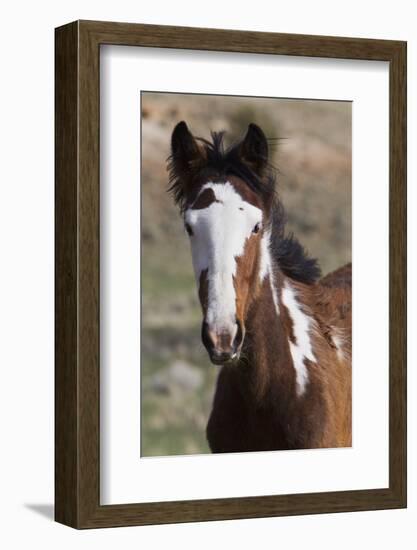 Wild Horses. Young Colt, Steens Mountains, Oregon-Ken Archer-Framed Photographic Print