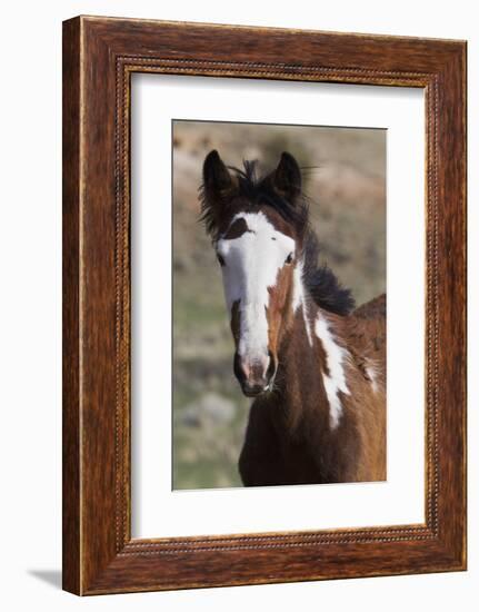 Wild Horses. Young Colt, Steens Mountains, Oregon-Ken Archer-Framed Photographic Print